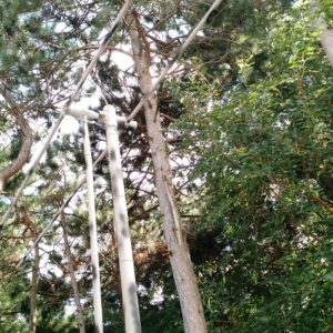 2m/6m 1/2" diameter fat dipole with reflector